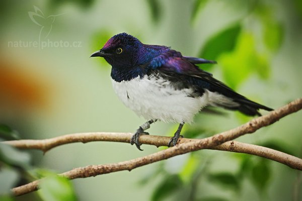 Leskoptev bělobřichá (Cinnyricinclus leucogaster), Leskoptev bělobřichá (Cinnyricinclus leucogaster), Violet-backed Starling, Autor: Ondřej Prosický | NaturePhoto.cz, Model: Canon EOS 5D Mark II, Objektiv: Canon EF 500mm f/4 L IS USM, Ohnisková vzdálenost (EQ35mm): 500 mm, stativ Gitzo, Clona: 4.0, Doba expozice: 1/320 s, ISO: 1600, Kompenzace expozice: +1/3, Blesk: Ano, Vytvořeno: 8. května 2010 15:07:46, Avifauna (Holandsko) 