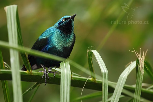 Leskoptev malá (Lamprotornis chloropterus), Leskoptev malá Lamprotornis chloropterus Lesser blue-eared Starling, Autor: Ondřej Prosický | NaturePhoto.cz, Model: Canon EOS 5D Mark II, Objektiv: Canon EF 500mm f/4 L IS USM, Ohnisková vzdálenost (EQ35mm): 500 mm, stativ Gitzo, Clona: 4.5, Doba expozice: 1/200 s, ISO: 1600, Kompenzace expozice: +1/3, Blesk: Ano, Vytvořeno: 7. května 2010 15:51:48, Avifauna (Holandsko)  