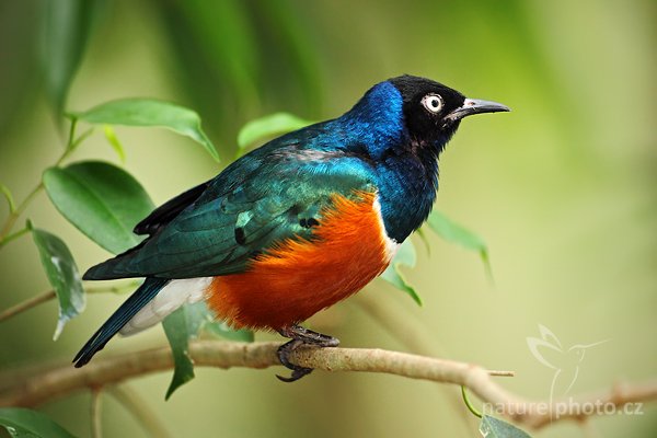 Leskoptev nádherná (Spreo superbus), Leskoptev nádherná (Spreo superbus), Superb Starling, Autor: Ondřej Prosický | NaturePhoto.cz, Model: Canon EOS 5D Mark II, Objektiv: Canon EF 500mm f/4 L IS USM, Ohnisková vzdálenost (EQ35mm): 500 mm, stativ Gitzo, Clona: 4.5, Doba expozice: 1/160 s, ISO: 1600, Kompenzace expozice: +2/3, Blesk: Ano, Vytvořeno: 7. května 2010 16:02:22, Avifauna (Holandsko)  