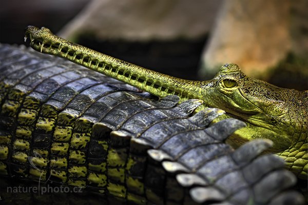 Gaviál indický (Gavialis gangeticus), Gaviál indický (Gavialis gangeticus), Indian Gharial, Autor: Ondřej Prosický | NaturePhoto.cz, Model: Canon EOS 5D Mark II, Objektiv: Canon EF 500mm f/4 L IS USM, Ohnisková vzdálenost (EQ35mm): 100 mm, stativ Gitzo, Clona: 3.2, Doba expozice: 1/100 s, ISO: 800, Kompenzace expozice: -1/3, Blesk: Ne, Vytvořeno: 22. května 2010 14:28:35, ZOO Praha - Troja (Česko)