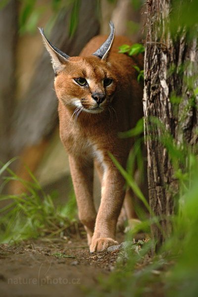 Karakal (Caracal caracal), Karakal (Caracal caracal), Caracal, Autor: Ondřej Prosický | NaturePhoto.cz, Model: Canon EOS-1D Mark III, Objektiv: Canon EF 500mm f/4 L IS USM, Ohnisková vzdálenost (EQ35mm): 260 mm, stativ Gitzo, Clona: 4.0, Doba expozice: 1/640 s, ISO: 2500, Kompenzace expozice: -2/3, Blesk: Ne, Vytvořeno: 22. května 2010 10:10:29, ZOO Praha - Troja (Česko)