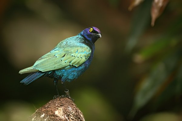 Leskoptev malá (Lamprotornis chloropterus), Leskoptev malá Lamprotornis chloropterus Lesser blue-eared Starling, Autor: Ondřej Prosický | NaturePhoto.cz, Model: Canon EOS 5D Mark II, Objektiv: Canon EF 500mm f/4 L IS USM, Ohnisková vzdálenost (EQ35mm): 500 mm, stativ Gitzo, Clona: 4.0, Doba expozice: 1/200 s, ISO: 1600, Kompenzace expozice: 0, Blesk: Ano, Vytvořeno: 8. května 2010 14:57:39, Avifauna (Francie)