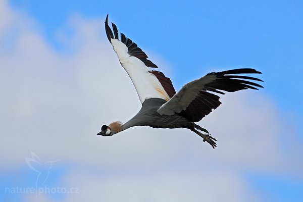 Jeřáb královský (Balearica regulorum), Jeřáb královský (Balearica regulorum), Grey Crowned Crane, Autor: Ondřej Prosický | NaturePhoto.cz, Model: Canon EOS 5D Mark II, Objektiv: Canon EF 500mm f/4 L IS USM, Ohnisková vzdálenost (EQ35mm): 500 mm, stativ Gitzo, Clona: 8.0, Doba expozice: 1/2000 s, ISO: 320, Kompenzace expozice: 0, Blesk: Ano, Vytvořeno: 4. dubna 2010 13:23:33, Parc des Oiseaux, Villars les Dombes (Francie) 