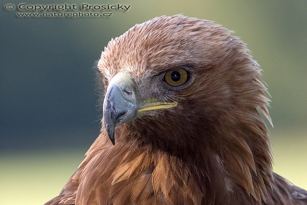 Orel stepní (Aquila nipalensis), Orel stepní (Aquila nipalensis), Autor: Ondřej Prosický, Model aparátu: Canon EOS 20D, Objektiv: Canon EF 400mm f/5.6 L USM, Ohnisková vzdálenost: 400.00 mm, monopod Manfrotto 681B + 234RC, Clona: 5.60, Doba expozice: 1/250 s, ISO: 400, Vyvážení expozice: 0.33, Blesk: Ano, Vytvořeno: 4. července 2005 17:33:12, Zayferus, Lednice (ČR)