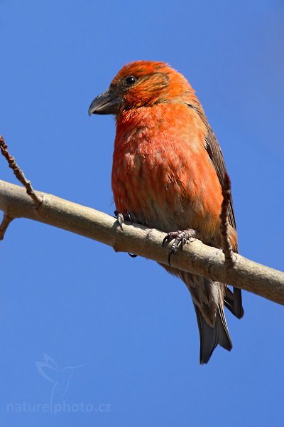 Křivka obecná (Loxia curvirostra), Křivka obecná (Loxia curvirostra) Crossbil, Autor: Ondřej Prosický | NaturePhoto.cz, Model: Canon EOS-1D Mark III, Objektiv: Canon EF 500mm f/4 L IS USM, Ohnisková vzdálenost (EQ35mm): 910 mm, stativ Gitzo, Clona: 7.1, Doba expozice: 1/500 s, ISO: 250, Kompenzace expozice: +1/3, Blesk: Ne, Vytvořeno: 17. dubna 2010 15:15:37, Prachaticko, Šumava (Česko)