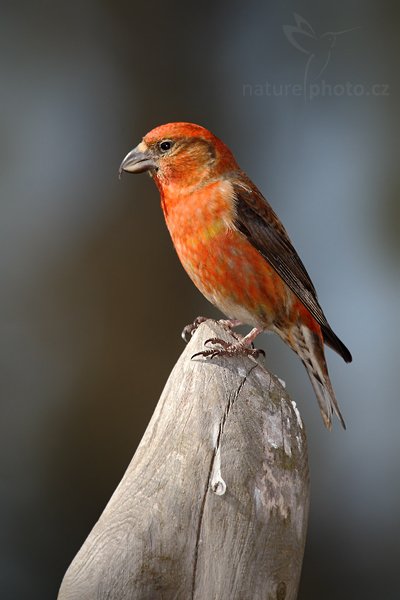 Křivka obecná (Loxia curvirostra), Křivka obecná (Loxia curvirostra), Crossbil, Autor: Ondřej Prosický | NaturePhoto.cz, Model: Canon EOS-1D Mark III, Objektiv: Canon EF 500mm f/4 L IS USM, Ohnisková vzdálenost (EQ35mm): 910 mm, stativ Gitzo, Clona: 7.1, Doba expozice: 1/800 s, ISO: 250, Kompenzace expozice: -2/3, Blesk: Ano, Vytvořeno: 17. dubna 2010 15:18:05, Prachaticko, Šumava (Česko)