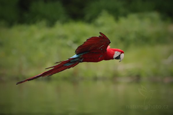 Ara zelenokřídlý (Ara chloroptera), Ara zelenokřídlý (Ara chloroptera), Red-and-green Macaw, Autor: Ondřej Prosický | NaturePhoto.cz, Model: Canon EOS-1D Mark IV, Objektiv: Canon EF 500mm f/4 L IS USM, Ohnisková vzdálenost (EQ35mm): 650 mm, stativ Gitzo, Clona: 4.5, Doba expozice: 1/1250 s, ISO: 500, Kompenzace expozice: -2/3, Blesk: Ne, Vytvořeno: 8. května 2010 13:34:27, Avifauna (Holandsko)