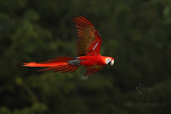 Ara zelenokřídlý (Ara chloroptera), Ara zelenokřídlý (Ara chloroptera), Red-and-green Macaw, Autor: Ondřej Prosický | NaturePhoto.cz, Model: Canon EOS-1D Mark IV, Objektiv: Canon EF 500mm f/4 L IS USM, Ohnisková vzdálenost (EQ35mm): 650 mm, stativ Gitzo, Clona: 4.5, Doba expozice: 1/640 s, ISO: 500, Kompenzace expozice: -2/3, Blesk: Ano, Vytvořeno: 8. května 2010 13:34:06, Avifauna (Holandsko)