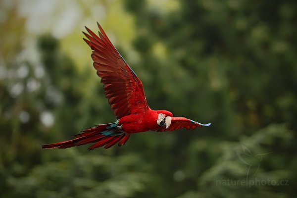 Ara zelenokřídlý (Ara chloroptera), Ara zelenokřídlý (Ara chloroptera), Red-and-green Macaw, Autor: Ondřej Prosický | NaturePhoto.cz, Model: Canon EOS-1D Mark IV, Objektiv: Canon EF 500mm f/4 L IS USM, Ohnisková vzdálenost (EQ35mm): 650 mm, stativ Gitzo, Clona: 4.5, Doba expozice: 1/1250 s, ISO: 500, Kompenzace expozice: -2/3, Blesk: Ne, Vytvořeno: 8. května 2010 13:33:44, Avifauna (Holandsko)