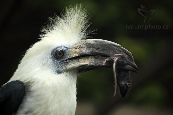 Zoborožec vlasatý (Berenicornis comatus), Zoborožec vlasatý (Berenicornis comatus), White-crowned Hornbill, Autor: Ondřej Prosický | NaturePhoto.cz, Model: Canon EOS 5D Mark II, Objektiv: Canon EF 500mm f/4 L IS USM, Ohnisková vzdálenost (EQ35mm): 100 mm, stativ Gitzo, Clona: 2.8, Doba expozice: 1/320 s, ISO: 320, Kompenzace expozice: -2/3, Blesk: Ne, Vytvořeno: 8. května 2010 9:12:00, Avifauna (Holandsko)