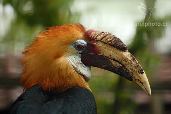 Zoborožec guinejský (Aceros plicatus), Zoborožec guinejský (Aceros plicatus), Papuan Hornbill, Autor: Ondřej Prosický | NaturePhoto.cz, Model: Canon EOS 5D Mark II, Objektiv: Canon EF 500mm f/4 L IS USM, Ohnisková vzdálenost (EQ35mm): 100 mm, stativ Gitzo, Clona: 2.8, Doba expozice: 1/320 s, ISO: 320, Kompenzace expozice: -2/3, Blesk: Ne, Vytvořeno: 8. května 2010 9:14:06, Avifauna (Holandsko)