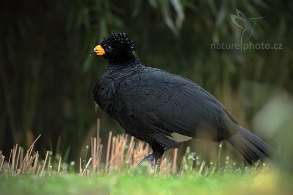 Hoko žlutolaločnatý (Crax daubentoni), Hoko žlutolaločnatý (Crax daubentoni), Great Curassow, Autor: Ondřej Prosický | NaturePhoto.cz, Model: Canon EOS 5D Mark II, Objektiv: Canon EF 500mm f/4 L IS USM, Ohnisková vzdálenost (EQ35mm): 500 mm, stativ Gitzo, Clona: 7.1, Doba expozice: 1/80 s, ISO: 800, Kompenzace expozice: -2/3, Blesk: Ano, Vytvořeno: 4. dubna 2010 14:21:47, Parc des Oiseaux, Villars les Dombes (Francie) 