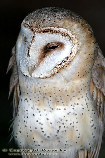 Sova pálená (Tyto alba), Sova pálená (Tyto alba), Autor: Ondřej Prosický, Model aparátu: Canon EOS 20D, Objektiv: Canon EF 400mm f/5.6 L USM, Ohnisková vzdálenost: 400.00 mm, monopod Manfrotto 681B + 234RC, Clona: 5.60, Doba expozice: 1/250 s, ISO: 100, Vyvážení expozice: 0.00, Blesk: Ano, Vytvořeno: 4. července 2005 17:41:36, Zayferus, Lednice (ČR)