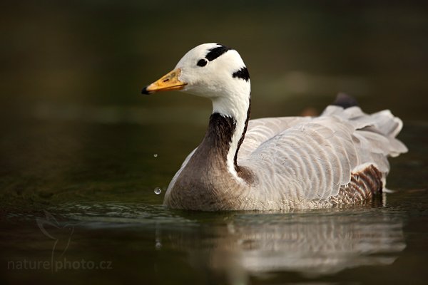 Husa tibetská (Anser indicus), Husa tibetská (Anser indicus), Bar-headed Goose, Autor: Ondřej Prosický | NaturePhoto.cz, Model: Canon EOS 5D Mark II, Objektiv: Canon EF 500mm f/4 L IS USM, Ohnisková vzdálenost (EQ35mm): 500 mm, stativ Gitzo, Clona: 4.0, Doba expozice: 1/6400 s, ISO: 800, Kompenzace expozice: -1/3, Blesk: Ano, Vytvořeno: 10. dubna 2010 15:48:30, Parc des Oiseaux, Villars les Dombes (Francie) 