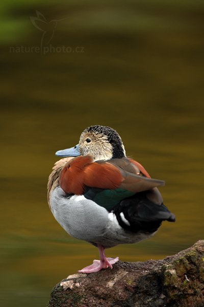 Kachnička šedoboká (Callonetta leucophrys), Kachnička šedoboká (Callonetta leucophrys) Ringed Teal, Autor: Ondřej Prosický | NaturePhoto.cz, Model: Canon EOS 5D Mark II, Objektiv: Canon EF 500mm f/4 L IS USM, Ohnisková vzdálenost (EQ35mm): 500 mm, stativ Gitzo, Clona: 7.1, Doba expozice: 1/100 s, ISO: 200, Kompenzace expozice: -2/3, Blesk: Ne, Vytvořeno: 8. května 2010 10:37:28, Avifauna (Holandsko)