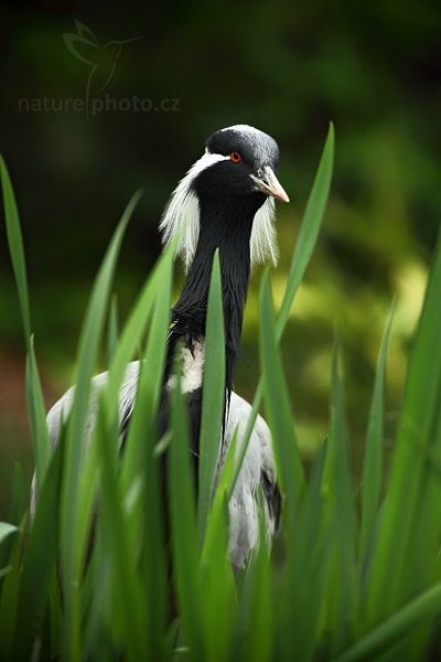 Jeřáb panenský (Anthropoides virgo), Jeřáb panenský (Anthropoides virgo), Demoiselle Crane, Autor: Ondřej Prosický | NaturePhoto.cz, Model: Canon EOS 5D Mark II, Objektiv: Canon EF 500mm f/4 L IS USM, Ohnisková vzdálenost (EQ35mm): 500 mm, stativ Gitzo, Clona: 4.5, Doba expozice: 1/100 s, ISO: 800, Kompenzace expozice: -1/3, Blesk: Ano, Vytvořeno: 8. května 2010 13:43:03, Avifauna (Holandsko)