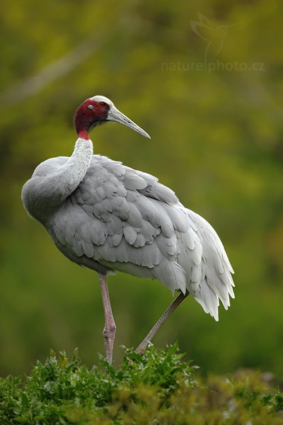 Jeřáb Antigonin (Grus antigone), Jeřáb Antigonin (Grus antigone), Sarus Crane, Autor: Ondřej Prosický | NaturePhoto.cz, Model: Canon EOS 5D Mark II, Objektiv: Canon EF 500mm f/4 L IS USM, Ohnisková vzdálenost (EQ35mm): 500 mm, stativ Gitzo, Clona: 5.0, Doba expozice: 1/640 s, ISO: 400, Kompenzace expozice: -1/3, Blesk: Ne, Vytvořeno: 8. května 2010 9:33:15, Avifauna (Holandsko)