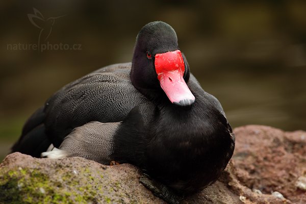 Zrzohlávka peposaka (Netta peposaca), Zrzohlávka peposaka (Netta peposaca), Rosy-billed Pochard, Autor: Ondřej Prosický | NaturePhoto.cz, Model: Canon EOS 5D Mark II, Objektiv: Canon EF 500mm f/4 L IS USM, Ohnisková vzdálenost (EQ35mm): 500 mm, stativ Gitzo, Clona: 7.1, Doba expozice: 1/60 s, ISO: 200, Kompenzace expozice: -2/3, Blesk: Ne, Vytvořeno: 8. května 2010 10:39:30, Avifauna (Holandsko)