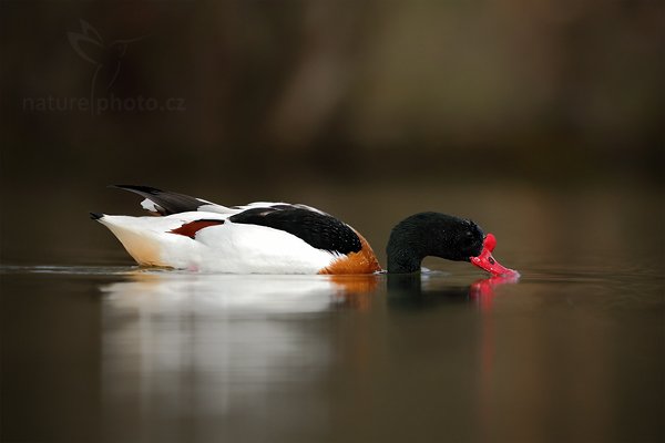 Husice liščí (Tadorna tadorna), Husice liščí (Tadorna tadorna), Common Shelduck, Autor: Ondřej Prosický | NaturePhoto.cz, Model: Canon EOS 5D Mark II, Objektiv: Canon EF 500mm f/4 L IS USM, Ohnisková vzdálenost (EQ35mm): 500 mm, stativ Gitzo, Clona: 5.6, Doba expozice: 1/1000 s, ISO: 320, Kompenzace expozice: -2/3, Blesk: Ano, Vytvořeno: 4. dubna 2010 16:53:20, Parc des Oiseaux, Villars les Dombes (Francie)