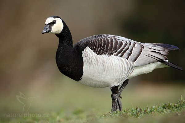 Berneška bělolící (Branta leucopsis), Berneška bělolící (Branta leucopsis), Barnacle Goose, Autor: Ondřej Prosický | NaturePhoto.cz, Model: Canon EOS 5D Mark II, Objektiv: Canon EF 500mm f/4 L IS USM, Ohnisková vzdálenost (EQ35mm): 500 mm, stativ Gitzo, Clona: 6.3, Doba expozice: 1/400 s, ISO: 200, Kompenzace expozice: -1, Blesk: Ano, Vytvořeno: 4. dubna 2010 16:41:41, Parc des Oiseaux, Villars les Dombes (Francie) 