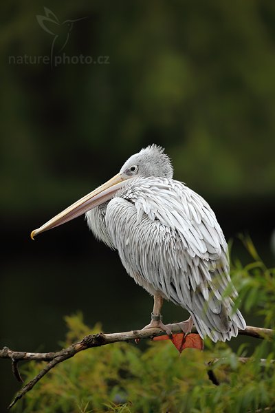 Pelikán kadeřavý (Pelecanus crispus), Pelikán kadeřavý (Pelecanus crispus), Dalmatian Pelican, Autor: Ondřej Prosický | NaturePhoto.cz, Model: Canon EOS 5D Mark II, Objektiv: Canon EF 500mm f/4 L IS USM, Ohnisková vzdálenost (EQ35mm): 500 mm, stativ Gitzo, Clona: 4.5, Doba expozice: 1/640 s, ISO: 200, Kompenzace expozice: -1, Blesk: Ne, Vytvořeno: 8. května 2010 8:52:16, Avifauna (Holandsko)