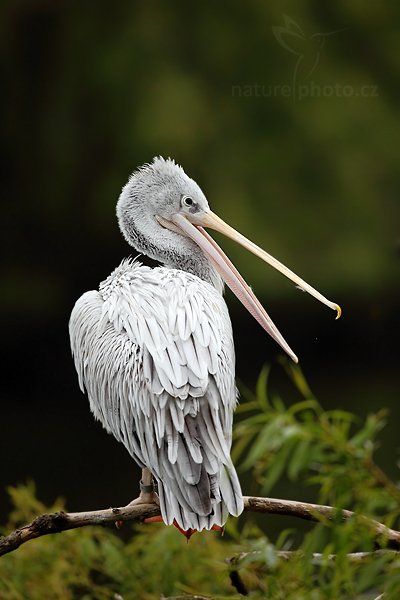 Pelikán kadeřavý (Pelecanus crispus), Pelikán kadeřavý (Pelecanus crispus), Dalmatian Pelican, Autor: Ondřej Prosický | NaturePhoto.cz, Model: Canon EOS 5D Mark II, Objektiv: Canon EF 500mm f/4 L IS USM, Ohnisková vzdálenost (EQ35mm): 500 mm, stativ Gitzo, Clona: 4.5, Doba expozice: 1/500 s, ISO: 200, Kompenzace expozice: -1, Blesk: Ne, Vytvořeno: 8. května 2010 8:52:38, Avifauna (Holandsko)