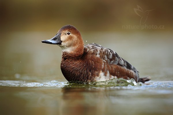 Polák velký (Aythya ferina), polák velký (Aythya ferina), Common Pochard, Autor: Ondřej Prosický | NaturePhoto.cz, Model: Canon EOS 5D Mark II, Objektiv: Canon EF 500mm f/4 L IS USM, Ohnisková vzdálenost (EQ35mm): 500 mm, stativ Gitzo, Clona: 5.6, Doba expozice: 1/500 s, ISO: 320, Kompenzace expozice: -2/3, Blesk: Ne, Vytvořeno: 4. dubna 2010 16:56:42, Parc des Oiseaux, Villars les Dombes (Francie)