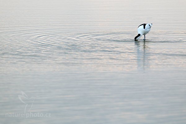 Tenkozobec opačný (Recurvirostra avosetta),  Pied Avocet, Autor: Ondřej Prosický | NaturePhoto.cz, Model: Canon EOS-1D Mark IV, Objektiv: Canon EF 500mm f/4 L IS USM, Ohnisková vzdálenost (EQ35mm): 650 mm, stativ Gitzo, Clona: 5.6, Doba expozice: 1/200 s, ISO: 800, Kompenzace expozice: +2/3, Blesk: Ne, Vytvořeno: 4. května 2010 20:29:50, Vagejot, ostrov Texel (Holandsko) 