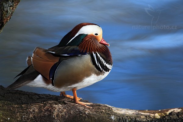 Kachnička mandarínská (Aix galericulata), Kachnička mandarínská (Aix galericulata), Mandarin Duck, Autor: Ondřej Prosický | NaturePhoto.cz, Model: Canon EOS 5D Mark II, Objektiv: Canon EF 500mm f/4 L IS USM, Ohnisková vzdálenost (EQ35mm): 700 mm, stativ Gitzo, Clona: 6.3, Doba expozice: 1/500 s, ISO: 200, Kompenzace expozice: -1/3, Blesk: Ano, Vytvořeno: 4. dubna 2010 16:25:23, Parc des Oiseaux, Villars les Dombes (Francie) 