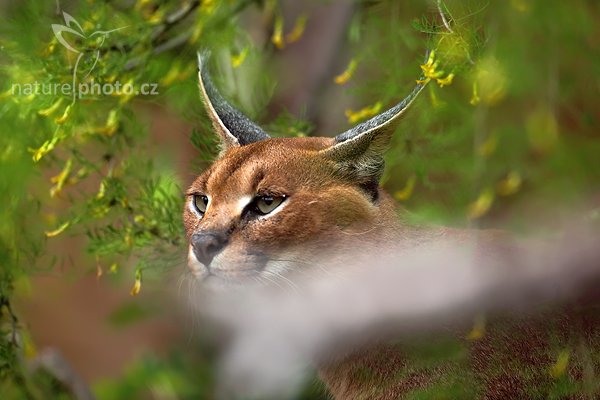 Karakal (Caracal caracal), Karakal (Caracal caracal), Caracal, Autor: Ondřej Prosický | NaturePhoto.cz, Model: Canon EOS 5D Mark II, Objektiv: Canon EF 500mm f/4 L IS USM, Ohnisková vzdálenost (EQ35mm): 500 mm, stativ Gitzo, Clona: 4.5, Doba expozice: 1/400 s, ISO: 200, Kompenzace expozice: -1, Blesk: Ne, Vytvořeno: 22. května 2010 9:19:57, ZOO Praha - Troja (Česko)