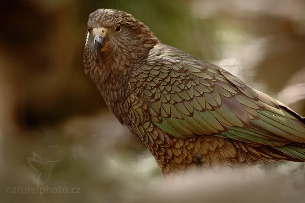 Nestor kea (Nestor notabilis), Nestor kea (Nestor notabilis), Kea, Autor: Ondřej Prosický | NaturePhoto.cz, Model: Canon EOS 5D Mark II, Objektiv: Canon EF 500mm f/4 L IS USM, Ohnisková vzdálenost (EQ35mm): 500 mm, stativ Gitzo, Clona: 5.6, Doba expozice: 1/400 s, ISO: 640, Kompenzace expozice: -2/3, Blesk: Ano, Vytvořeno: 4. dubna 2010 15:01:03, Parc des Oiseaux, Villars les Dombes (Francie) 