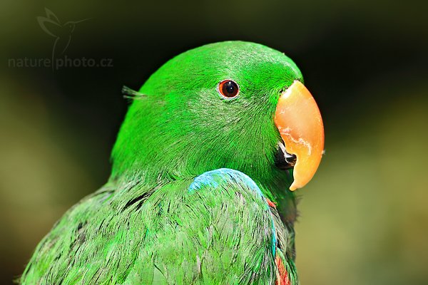 Eklektus různobarvý pestrý (Eclectus roratus polychloros), Eklektus různobarvý pestrý (Eclectus roratus polychloros), Eclectus Parrot, Autor: Ondřej Prosický | NaturePhoto.cz, Model: Canon EOS 5D Mark II, Objektiv: Canon EF 500mm f/4 L IS USM, Ohnisková vzdálenost (EQ35mm): 500 mm, stativ Gitzo, Clona: 5.0, Doba expozice: 1/250 s, ISO: 100, Kompenzace expozice: -2/3, Blesk: Ano, Vytvořeno: 4. dubna 2010 13:43:13, Parc des Oiseaux, Villars les Dombes (Francie)