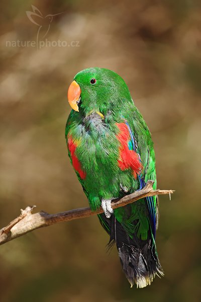 Eklektus různobarvý pestrý (Eclectus roratus polychloros), Eklektus různobarvý pestrý (Eclectus roratus polychloros), Eclectus Parrot, Autor: Ondřej Prosický | NaturePhoto.cz, Model: Canon EOS 5D Mark II, Objektiv: Canon EF 500mm f/4 L IS USM, Ohnisková vzdálenost (EQ35mm): 500 mm, stativ Gitzo, Clona: 5.0, Doba expozice: 1/400 s, ISO: 100, Kompenzace expozice: -2/3, Blesk: Ano, Vytvořeno: 4. dubna 2010 13:42:11, Parc des Oiseaux, Villars les Dombes (Francie) 