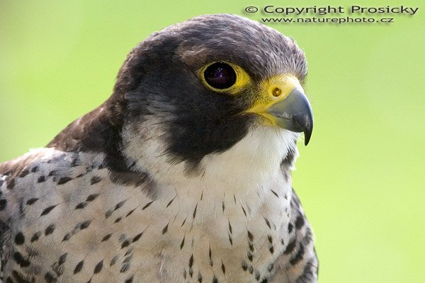 Sokol stěhovavý (Falco peregrinus), Sokol stěhovavý (Falco peregrinus), Peregrine Falcon, Autor: Ondřej Prosický, Model aparátu: Canon EOS 20D, Objektiv: Canon EF 400mm f/5.6 L USM, Ohnisková vzdálenost: 400.00 mm, monopod Manfrotto 681B + 234RC, Clona: 5.60, Doba expozice: 1/250 s, ISO: 400, Vyvážení expozice: 0.00, Blesk: Ano, Vytvořeno: 4. července 2005 17:42:22, Zayferus, Lednice (ČR)