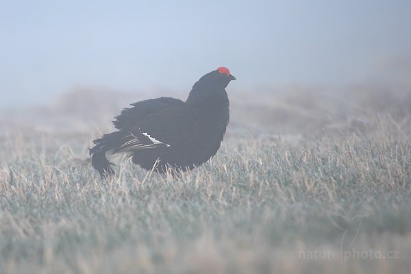 Tetřívek obecný (Tetrao tetrix), Tetřívek obecný (Tetrao tetrix), Black Grouse, Autor: Ondřej Prosický | NaturePhoto.cz, Model: Canon EOS-1D Mark III, Objektiv: Canon EF 500mm f/4 L IS USM, Ohnisková vzdálenost (EQ35mm): 910 mm, stativ Gitzo, Clona: 6.3, Doba expozice: 1/640 s, ISO: 500, Kompenzace expozice: +1/3, Blesk: Ne, Vytvořeno: 17. dubna 2010 7:16:00, Prachaticko, Šumava (Česko)