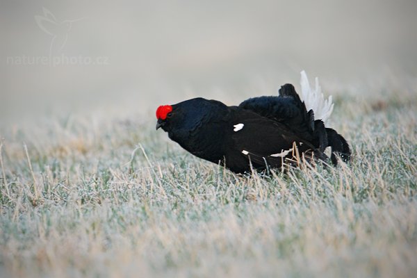 Tetřívek obecný (Tetrao tetrix), Tetřívek obecný (Tetrao tetrix), Black Grouse, Autor: Ondřej Prosický | NaturePhoto.cz, Model: Canon EOS-1D Mark III, Objektiv: Canon EF 500mm f/4 L IS USM, Ohnisková vzdálenost (EQ35mm): 910 mm, stativ Gitzo, Clona: 6.3, Doba expozice: 1/400 s, ISO: 800, Kompenzace expozice: 0, Blesk: Ne, Vytvořeno: 17. dubna 2010 6:41:38, Prachaticko, Šumava (Česko)