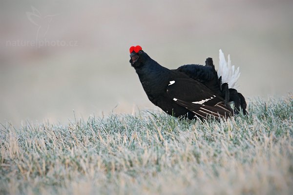 Tetřívek obecný (Tetrao tetrix), Tetřívek obecný (Tetrao tetrix), Black Grouse, Autor: Ondřej Prosický | NaturePhoto.cz, Model: Canon EOS-1D Mark III, Objektiv: Canon EF 500mm f/4 L IS USM, Ohnisková vzdálenost (EQ35mm): 910 mm, stativ Gitzo, Clona: 6.3, Doba expozice: 1/320 s, ISO: 800, Kompenzace expozice: 0, Blesk: Ne, Vytvořeno: 17. dubna 2010 6:41:48, Prachaticko, Šumava (Česko)