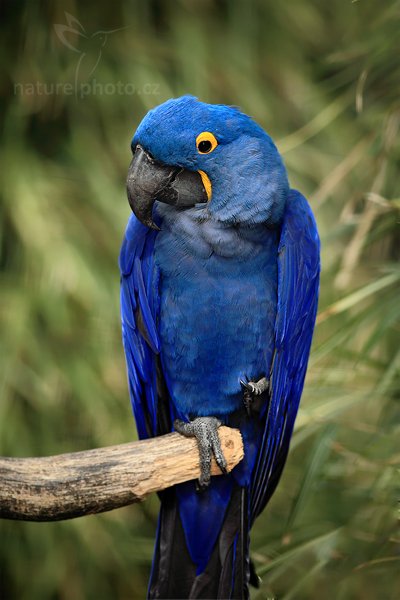 Ara hyacintový (Anodorhynchus hyacinthinus), Ara hyacintový (Anodorhynchus hyacinthinus), Hyacinth Macaw, Autor: Ondřej Prosický | NaturePhoto.cz, Model: Canon EOS 5D Mark II, Objektiv: Canon EF 500mm f/4 L IS USM, Ohnisková vzdálenost (EQ35mm): 200 mm, stativ Gitzo, Clona: 2.8, Doba expozice: 1/500 s, ISO: 320, Kompenzace expozice: -2/3, Blesk: Ano, Vytvořeno: 4. dubna 2010 15:10:45, Parc des Oiseaux, Villars les Dombes (Francie) 