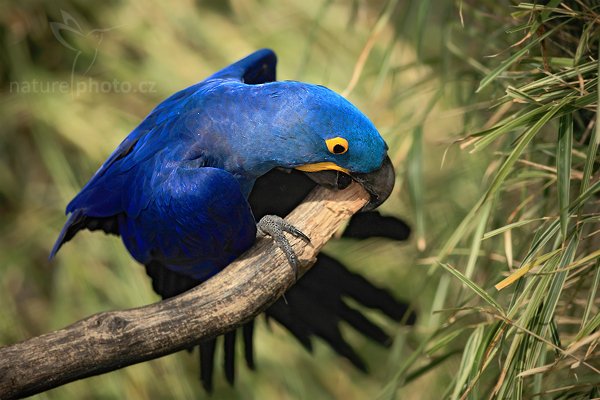 Ara hyacintový (Anodorhynchus hyacinthinus), Ara hyacintový (Anodorhynchus hyacinthinus), Hyacinth Macaw, Autor: Ondřej Prosický | NaturePhoto.cz, Model: Canon EOS 5D Mark II, Objektiv: Canon EF 500mm f/4 L IS USM, Ohnisková vzdálenost (EQ35mm): 200 mm, stativ Gitzo, Clona: 2.8, Doba expozice: 1/1250 s, ISO: 320, Kompenzace expozice: -2/3, Blesk: Ano, Vytvořeno: 4. dubna 2010 15:11:09, Parc des Oiseaux, Villars les Dombes (Francie) 