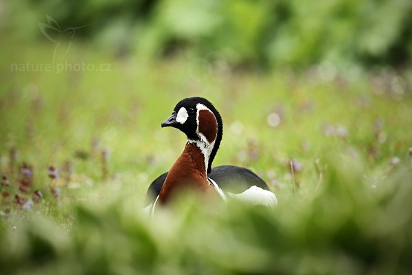 Berneška rudokrká (Branta ruficollis), Berneška rudokrká (Branta ruficollis), Red-breasted Goose, Autor: Ondřej Prosický | NaturePhoto.cz, Model: Canon EOS 5D Mark II, Objektiv: Canon EF 500mm f/4 L IS USM, Ohnisková vzdálenost (EQ35mm): 500 mm, stativ Gitzo, Clona: 4.5, Doba expozice: 1/640 s, ISO: 250, Kompenzace expozice: -1/3, Blesk: Ne, Vytvořeno: 8. května 2010 9:27:00, Avifauna (Holandsko)