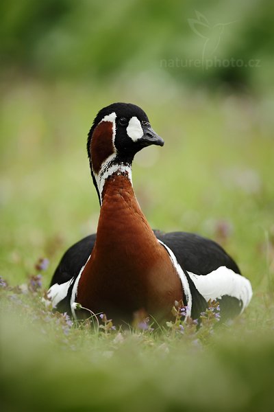 Berneška rudokrká (Branta ruficollis), Berneška rudokrká (Branta ruficollis), Red-breasted Goose, Autor: Ondřej Prosický | NaturePhoto.cz, Model: Canon EOS 5D Mark II, Objektiv: Canon EF 500mm f/4 L IS USM, Ohnisková vzdálenost (EQ35mm): 500 mm, stativ Gitzo, Clona: 4.5, Doba expozice: 1/640 s, ISO: 250, Kompenzace expozice: -1/3, Blesk: Ne, Vytvořeno: 8. května 2010 9:28:30, Avifauna (Holandsko)