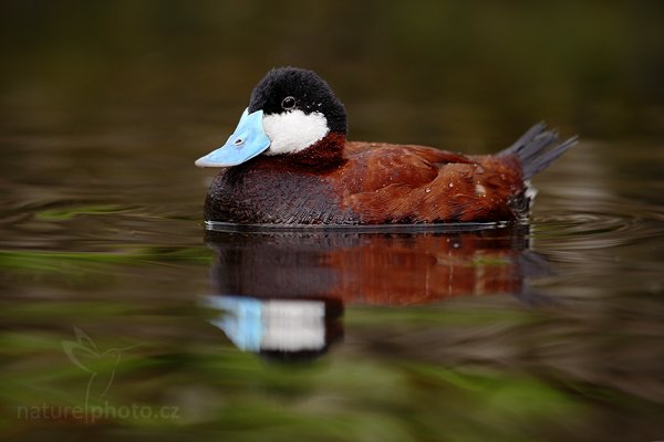 Kachnice kaštanová (Oxyura jamaicensis), Kachnice kaštanová (Oxyura jamaicensis), Ruddy Duck, Autor: Ondřej Prosický | NaturePhoto.cz, Model: Canon EOS 5D Mark II, Objektiv: Canon EF 500mm f/4 L IS USM, Ohnisková vzdálenost (EQ35mm): 500 mm, stativ Gitzo, Clona: 5.0, Doba expozice: 1/400 s, ISO: 400, Kompenzace expozice: -2/3, Blesk: Ne, Vytvořeno: 8. května 2010 10:48:24, Avifauna (Holandsko)