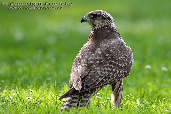 Raroh velký (Falco cherrug), Raroh velký (Falco cherrug), Saker Falcon, Autor: Ondřej Prosický, Model aparátu: Canon EOS 20D, Objektiv: Canon EF 400mm f/5.6 L USM, Ohnisková vzdálenost: 400.00 mm, monopod Manfrotto 681B + 234RC, Clona: 5.60, Doba expozice: 1/250 s, ISO: 200, Vyvážení expozice: 0.00, Blesk: Ano, Vytvořeno: 4. července 2005 17:46:49, Zayferus, Lednice (ČR)