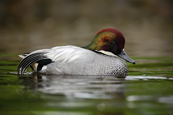 Čírka srpoperá (Anas falcata), Čírka srpoperá (Anas falcata), Falcated Duck, Autor: Ondřej Prosický | NaturePhoto.cz, Model: Canon EOS 5D Mark II, Objektiv: Canon EF 500mm f/4 L IS USM, Ohnisková vzdálenost (EQ35mm): 500 mm, stativ Gitzo, Clona: 5.0, Doba expozice: 1/500 s, ISO: 400, Kompenzace expozice: -2/3, Blesk: Ne, Vytvořeno: 8. května 2010 10:46:07, Avifauna (Holandsko)