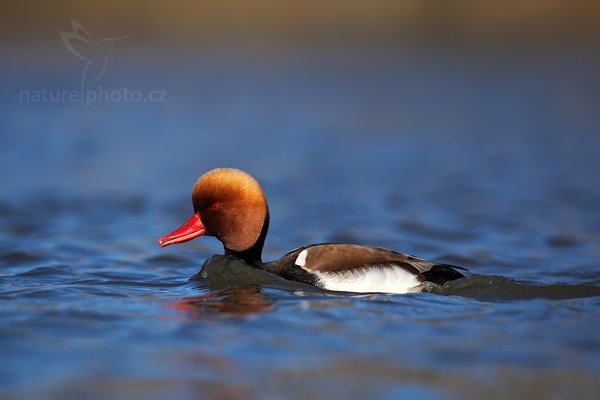 Zrzohlávka rudozobá (Netta rufina), Zrzohlávka rudozobá (Netta rufina), Red-crested Pochard, Autor: Ondřej Prosický | NaturePhoto.cz, Model: Canon EOS 5D Mark II, Objektiv: Canon EF 500mm f/4 L IS USM, Ohnisková vzdálenost (EQ35mm): 500 mm, stativ Gitzo, Clona: 5.6, Doba expozice: 1/2500 s, ISO: 200, Kompenzace expozice: -2/3, Blesk: Ne, Vytvořeno: 1. dubna 2010 16:50:54, Réserve Nationale Camargue (Francie) 