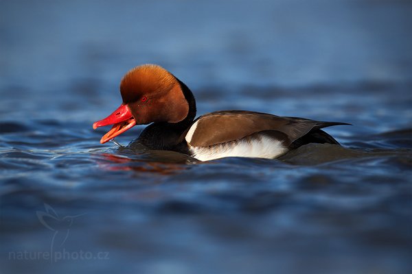 Zrzohlávka rudozobá (Netta rufina), Zrzohlávka rudozobá (Netta rufina), Red-crested Pochard, Autor: Ondřej Prosický | NaturePhoto.cz, Model: Canon EOS 5D Mark II, Objektiv: Canon EF 500mm f/4 L IS USM, Ohnisková vzdálenost (EQ35mm): 500 mm, stativ Gitzo, Clona: 5.6, Doba expozice: 1/2500 s, ISO: 200, Kompenzace expozice: -2/3, Blesk: Ne, Vytvořeno: 1. dubna 2010 16:51:00, Réserve Nationale Camargue (Francie)