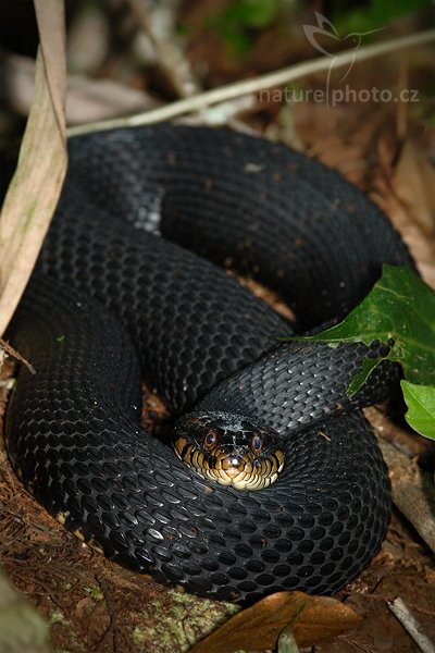 Užovka páskovaná (Nerodia fasciata), Užovka páskovaná (Nerodia fasciata), Banded Water Snake , Autor: Ondřej Prosický | NaturePhoto.cz, Model: Canon EOS 20D, Objektiv: Canon EF 100mm f/2.8 Macro USM, Ohnisková vzdálenost (EQ35mm): 320 mm, stativ Gitzo, Clona: 6.3, Doba expozice: 1/160 s, ISO: 400, Kompenzace expozice: 0, Blesk: Ano, Vytvořeno: 20. ledna 2007 15:47:54, rezervace Big Cypruss, Florida (USA)