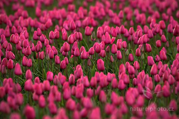 Holandské tulipány, Holandské tulipány, Autor: Ondřej Prosický | NaturePhoto.cz, Model: Canon EOS-1D Mark IV, Objektiv: Canon EF 100mm f/2.8 Macro USM, Ohnisková vzdálenost (EQ35mm): 650 mm, stativ Gitzo, Clona: 6.3, Doba expozice: 1/500 s, ISO: 400, Kompenzace expozice: -2/3, Blesk: Ne, Vytvořeno: 4. května 2010 18:45:11, ostrov Texel (Holandsko)