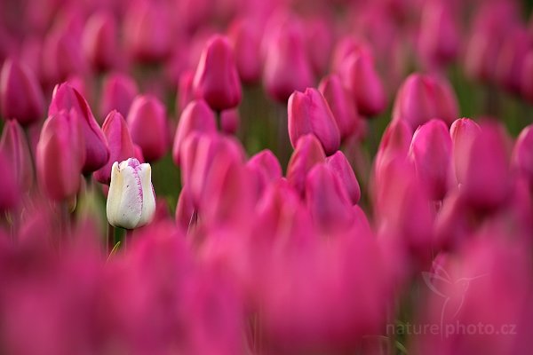 Holandské tulipány, Holandské tulipány, Autor: Ondřej Prosický | NaturePhoto.cz, Model: Canon EOS-1D Mark IV, Objektiv: Canon EF 100mm f/2.8 Macro USM, Ohnisková vzdálenost (EQ35mm): 650 mm, stativ Gitzo, Clona: 6.3, Doba expozice: 1/640 s, ISO: 400, Kompenzace expozice: -2/3, Blesk: Ne, Vytvořeno: 4. května 2010 18:43:25, ostrov Texel (Holandsko) 