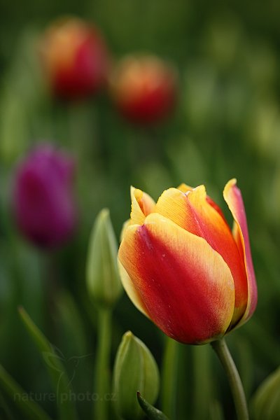 Holandské tulipány, Holandské tulipány, Autor: Ondřej Prosický | NaturePhoto.cz, Model: Canon EOS 5D Mark II, Objektiv: Canon EF 100mm f/2.8 Macro USM, Ohnisková vzdálenost (EQ35mm): 100 mm, stativ Gitzo, Clona: 3.2, Doba expozice: 1/640 s, ISO: 400, Kompenzace expozice: 0, Blesk: Ne, Vytvořeno: 6. května 2010 16:29:30, ostrov Texel (Holandsko)